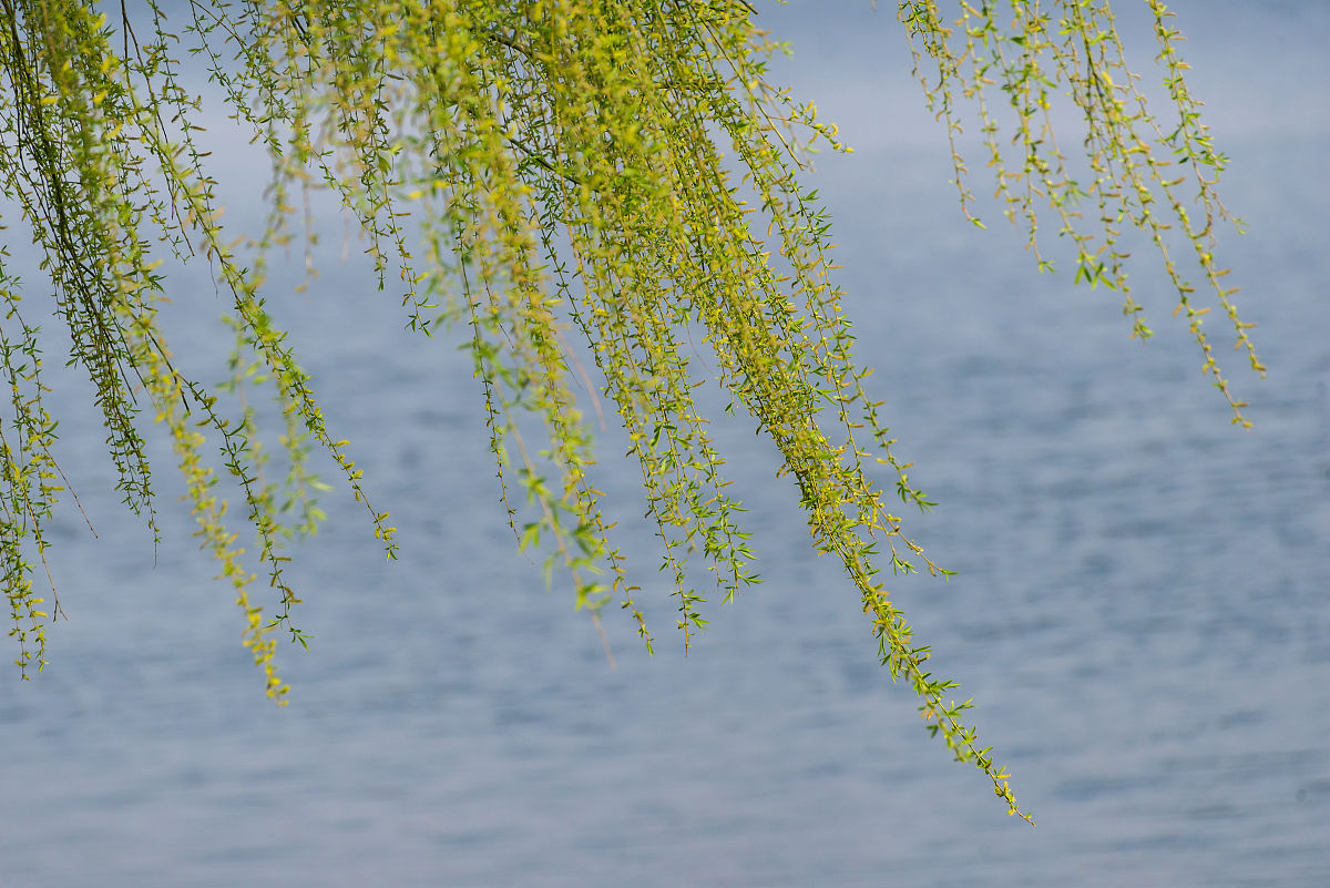 2022年3月23日,春日里的山东临沂书法广场,鸟语花香,生机盎然.