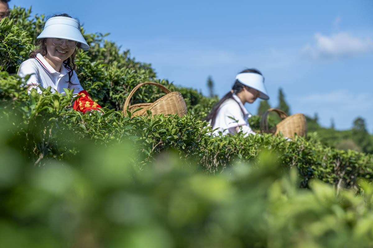 茶文化IP建设助力乡村振兴：实地体验采茶、交流茶文化
