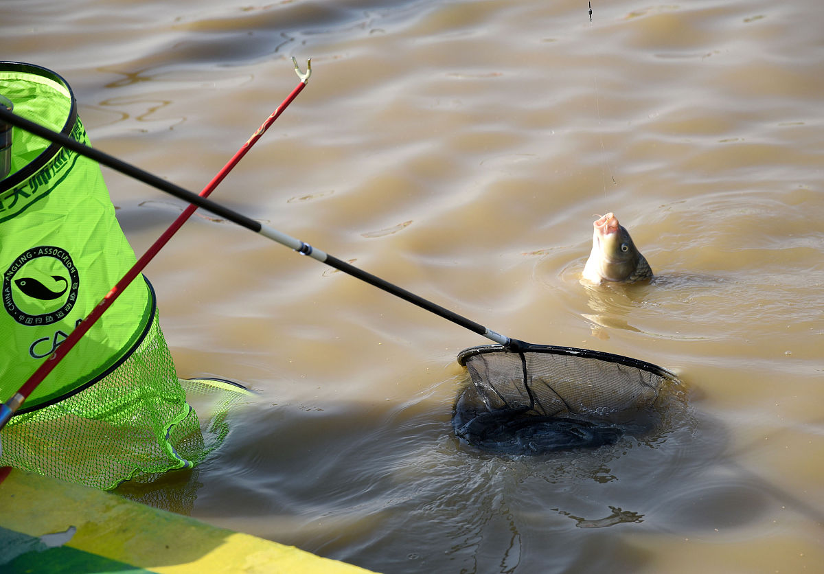 野钓溜鲤鱼同时后面跟着两个鲤鱼有什么说法用250字帮我详细描述