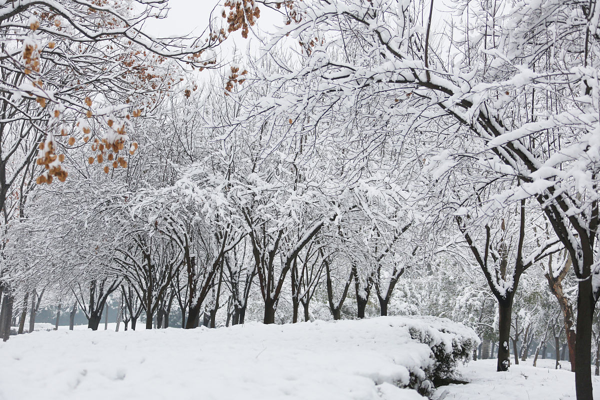 马路上的树木移除问题：计算剩余树木数量