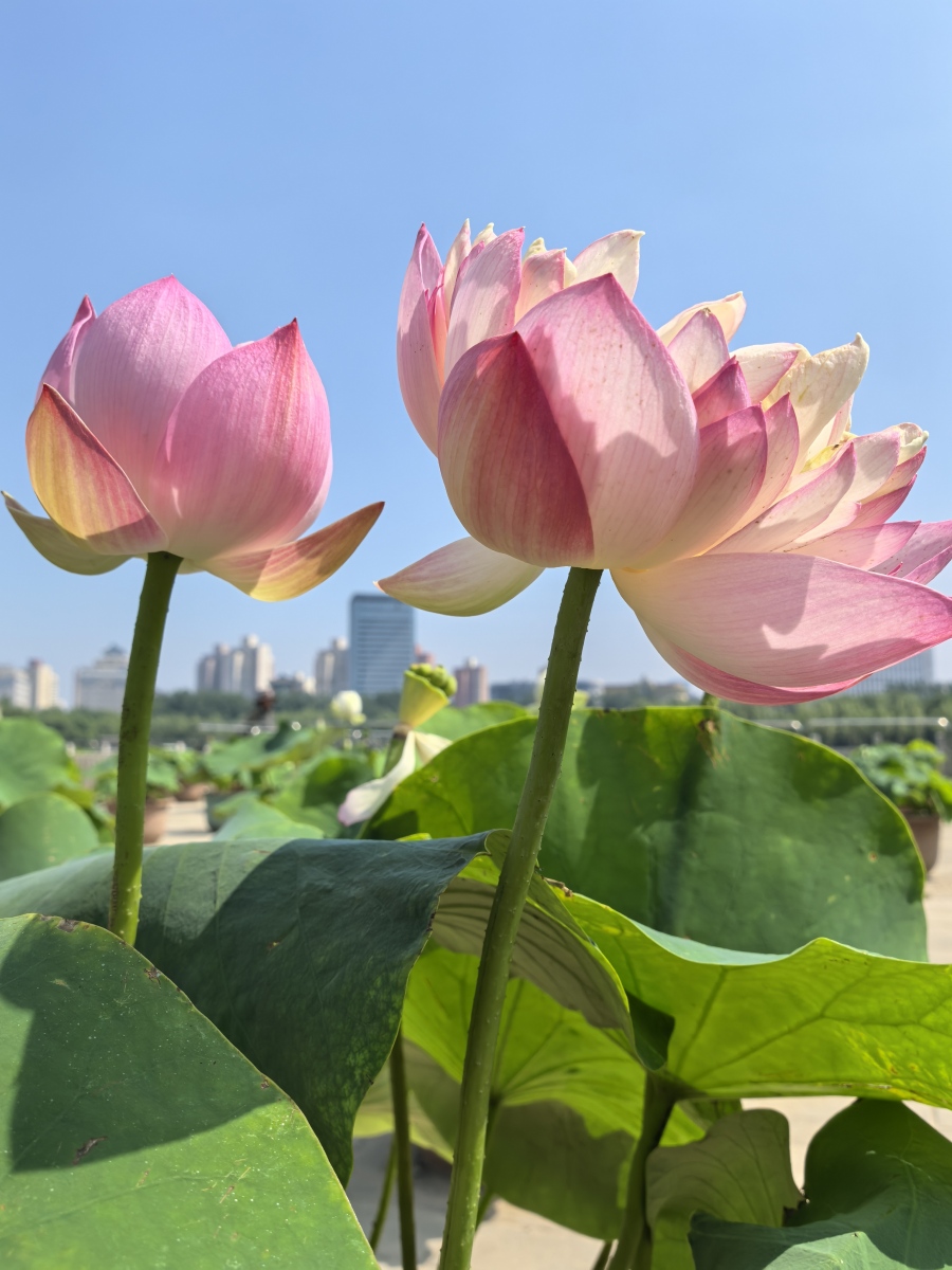 玄学提醒:永远不要轻易去同情任何人