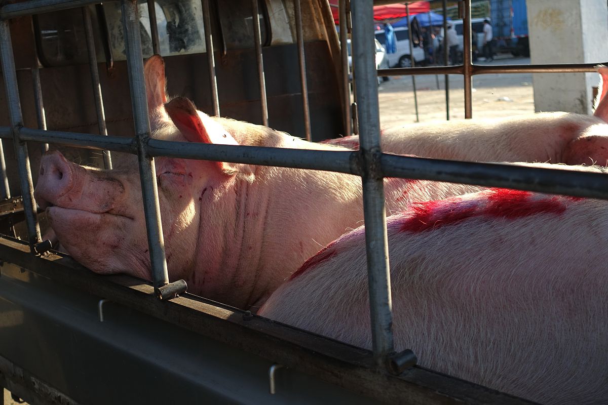 Pan Xiang等人开发了一种双向卷积残差BCR框架利用猪成分的无创自动分割和量化实现猪内脏器官图像的自动准确分割