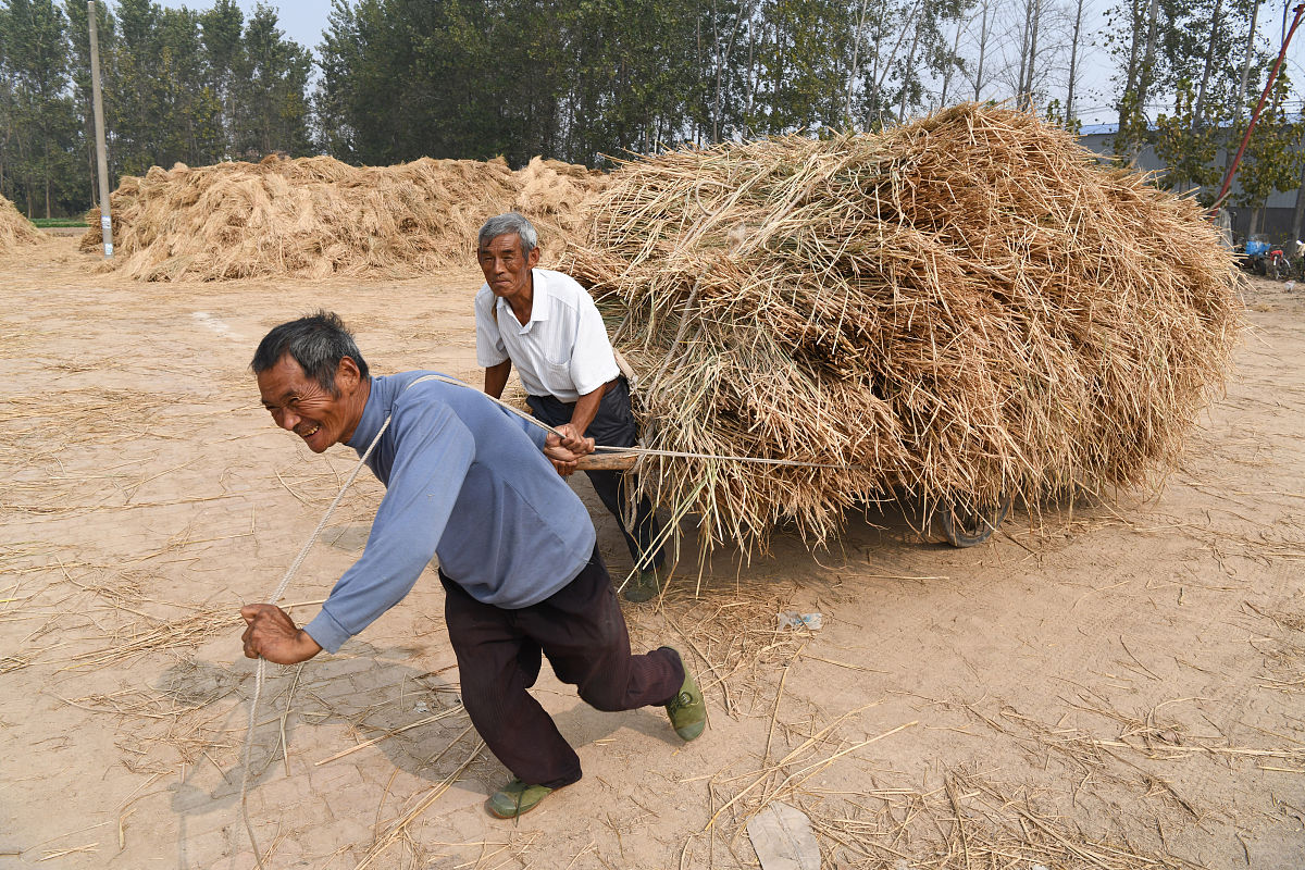 NaOH浓度对水稻秸秆纤维素得率的影响及优化