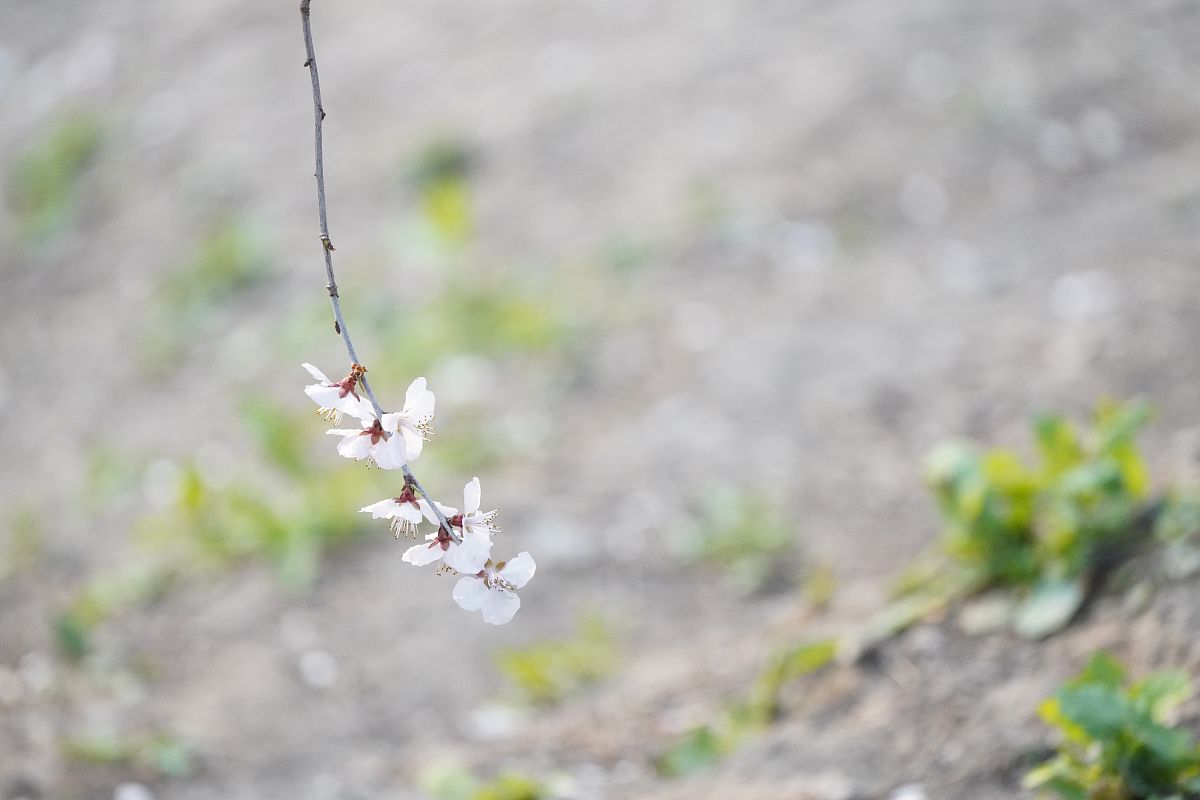 立春风风渐暖伊人一去不复返