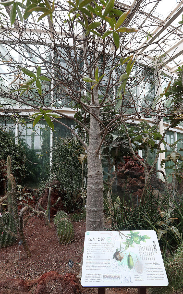 2021年10月15日,中国科学院昆明植物研究所昆明植物园,荒漠植物.生命