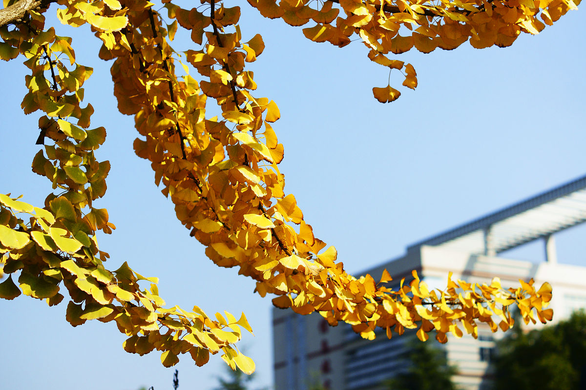 三峡联合职业大学中医推拿专业简介：传统与现代的完美结合