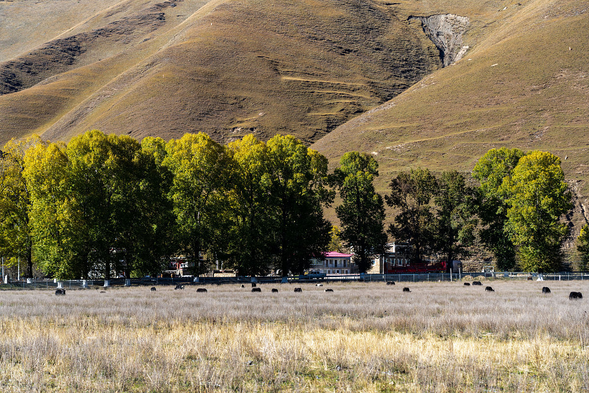 家乡四季美景，各有千秋 - 小学作文