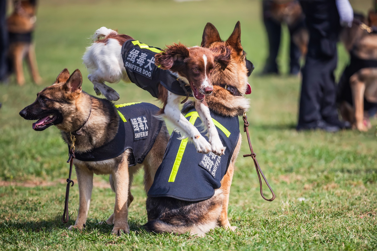 狗：人类忠诚的朋友 - 种类、用途、特点介绍