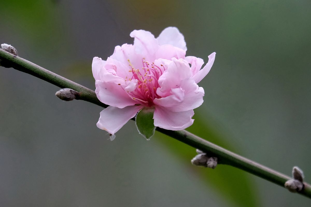 湖南外国语职业学院2022年3+2五年制大专招生简章