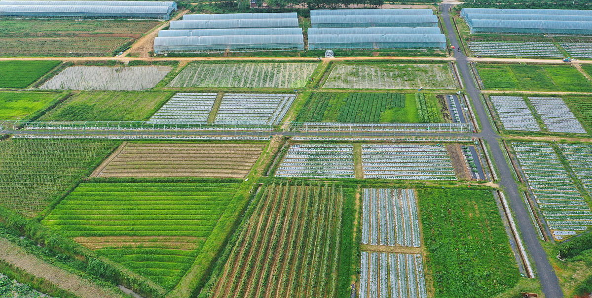 演讲稿内容包括乡村振兴