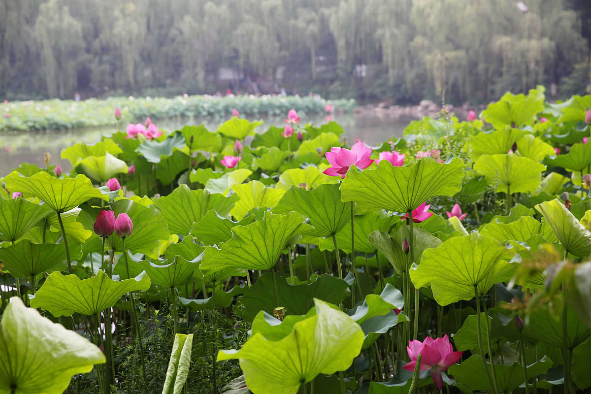 2019年6月24日,西安兴庆宫小西湖河池东西两侧种着不同颜色的荷花,东