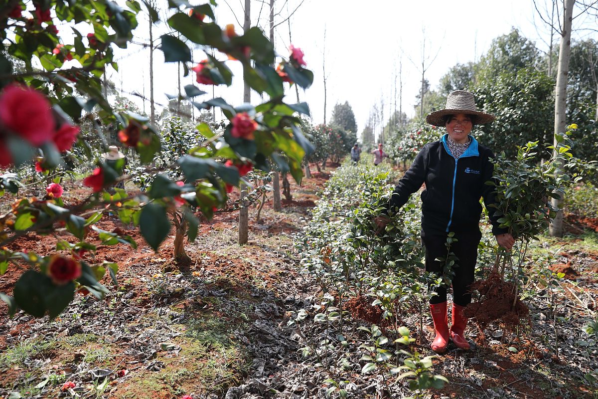 通渭常河职中果树栽培专业课程设置：培养果树栽培人才的关键