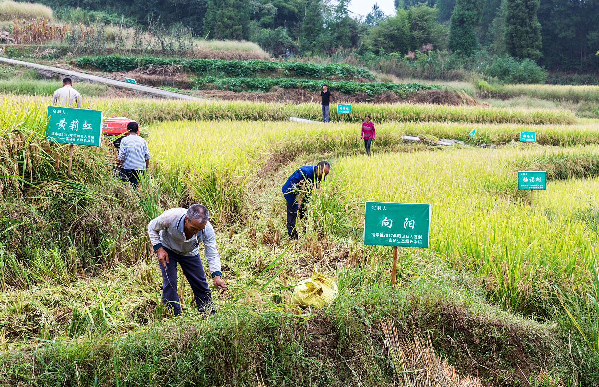 岚皋县水稻病虫害防治研究