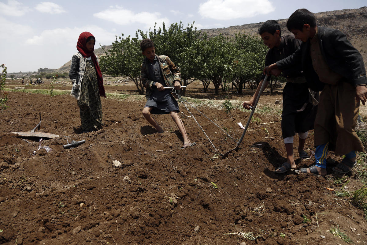 海地农民为何不愿种植桉树？6个主要因素分析