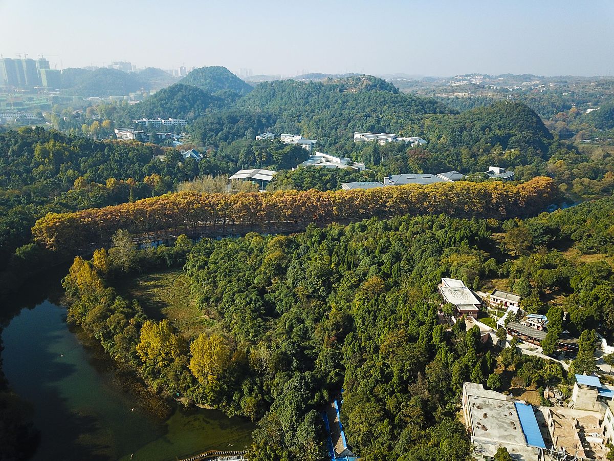 2017年11月5日,贵阳,花溪黄金大道秋景迷人,市民,游客趁着周末好天气,