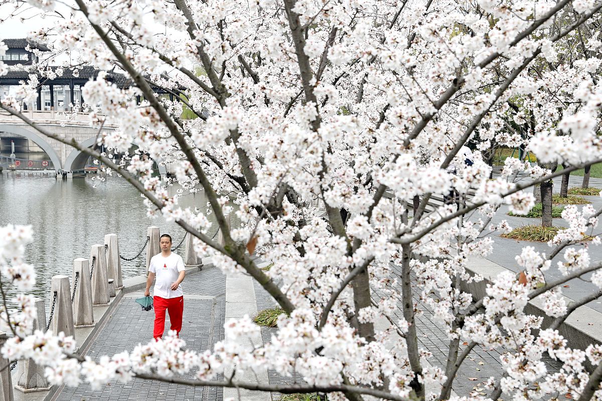 2022年3月17日中午,浙江嘉兴南湖风景区,春雨初歇,簇簇樱花点缀晶莹雨