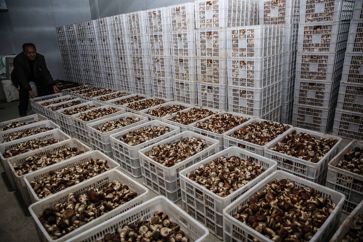 香菇储存温度最佳范围及技巧