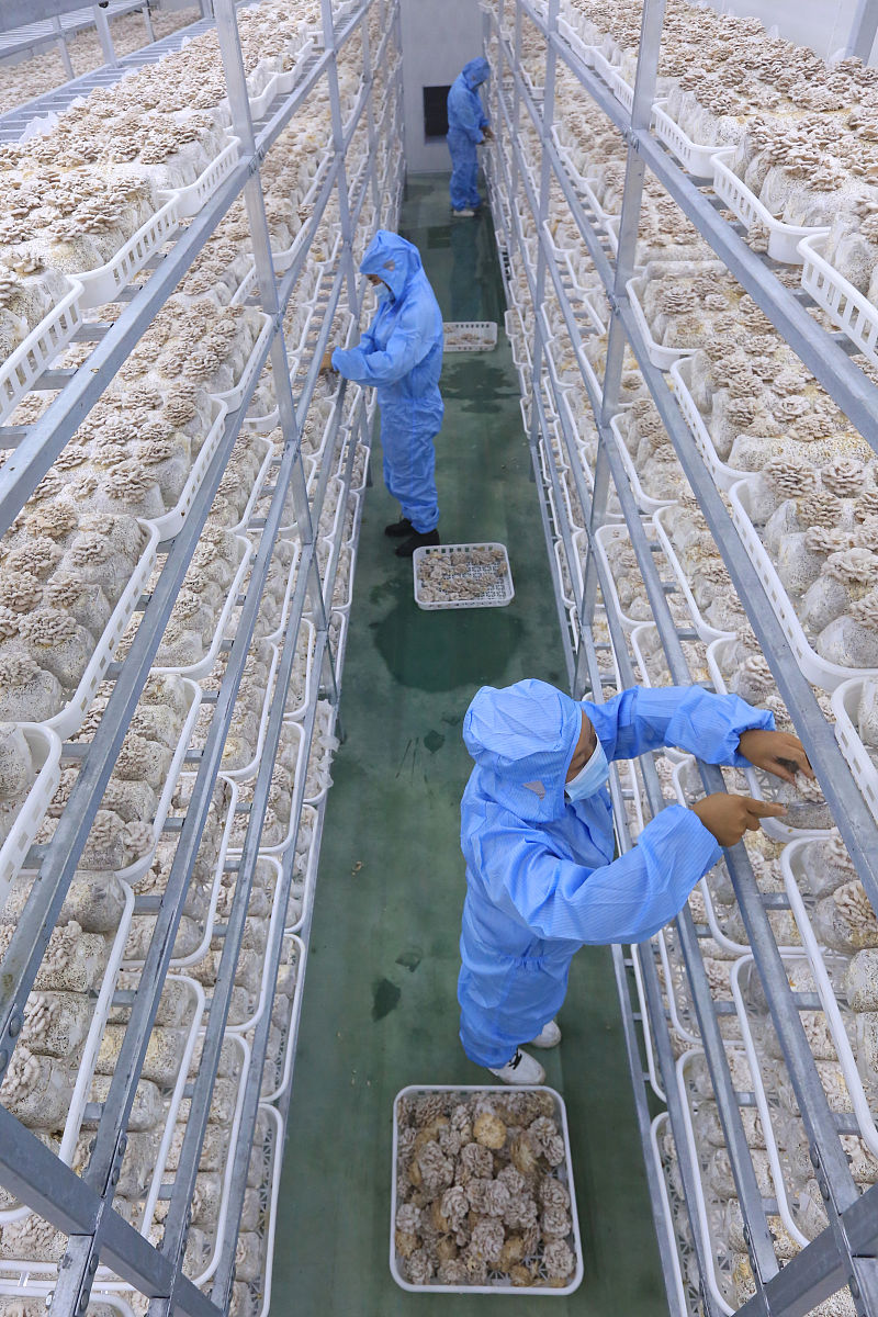 食用菌大棚闲置资产处置整改方案 - 确保9月15日前报送县巩固衔接办