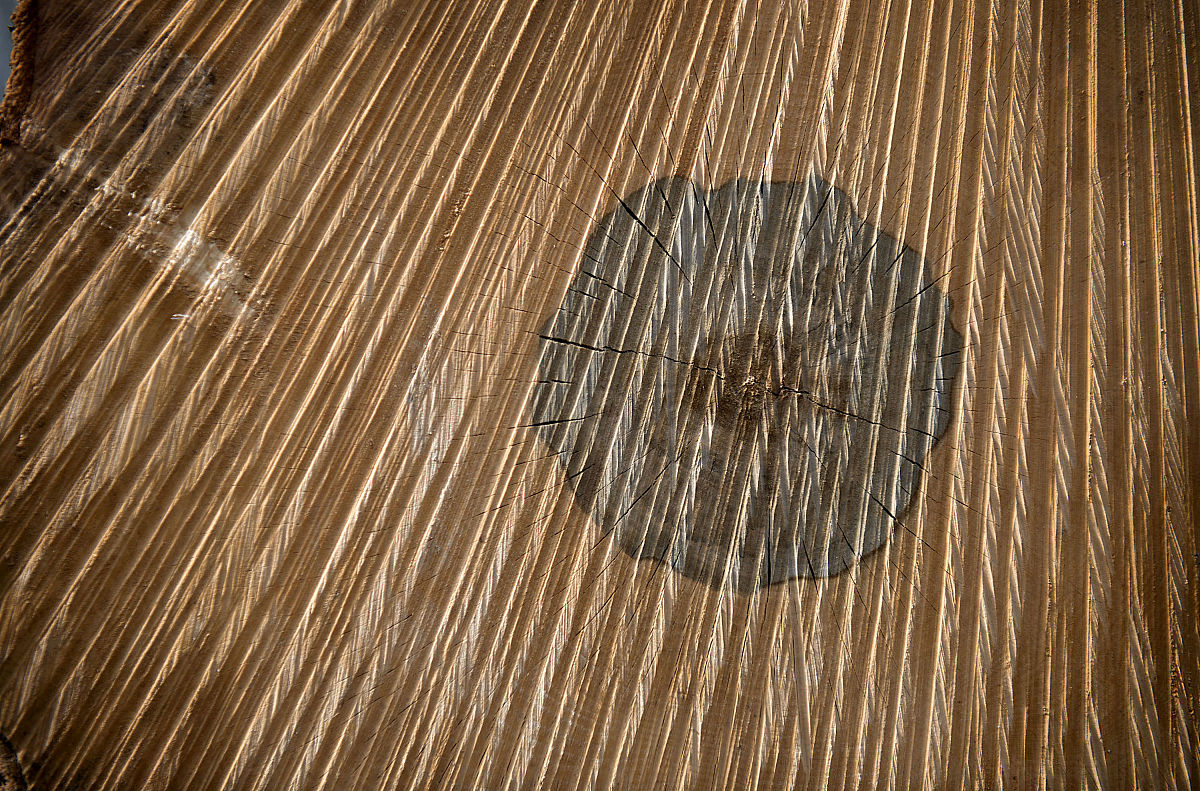 使之通顺：树木中的木材形成需要从光合组织输入碳。其中包括杨树在内的多种树木的这种碳大部分都来自于韧皮部中运输的蔗糖。