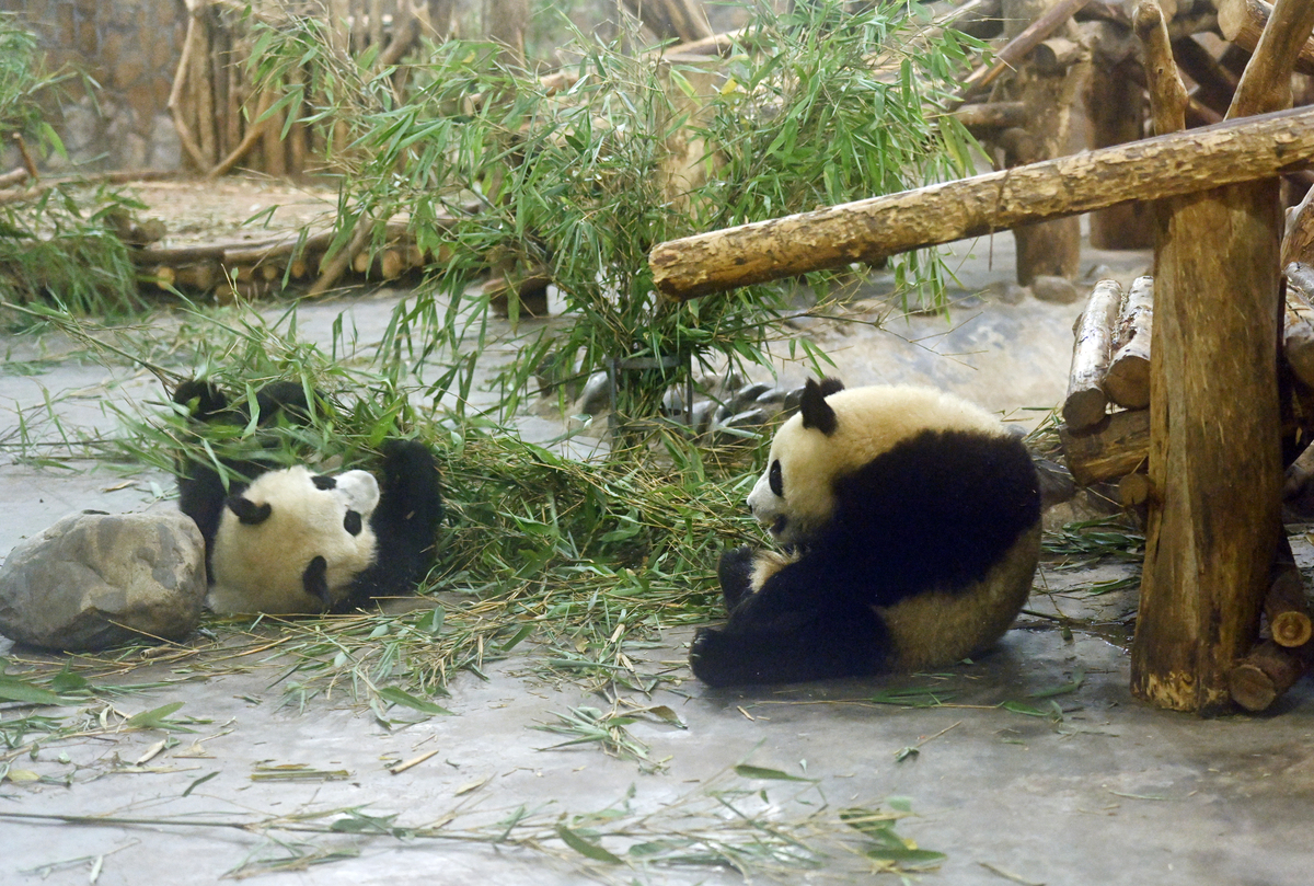 成都必去景点：萌翻你的熊猫基地