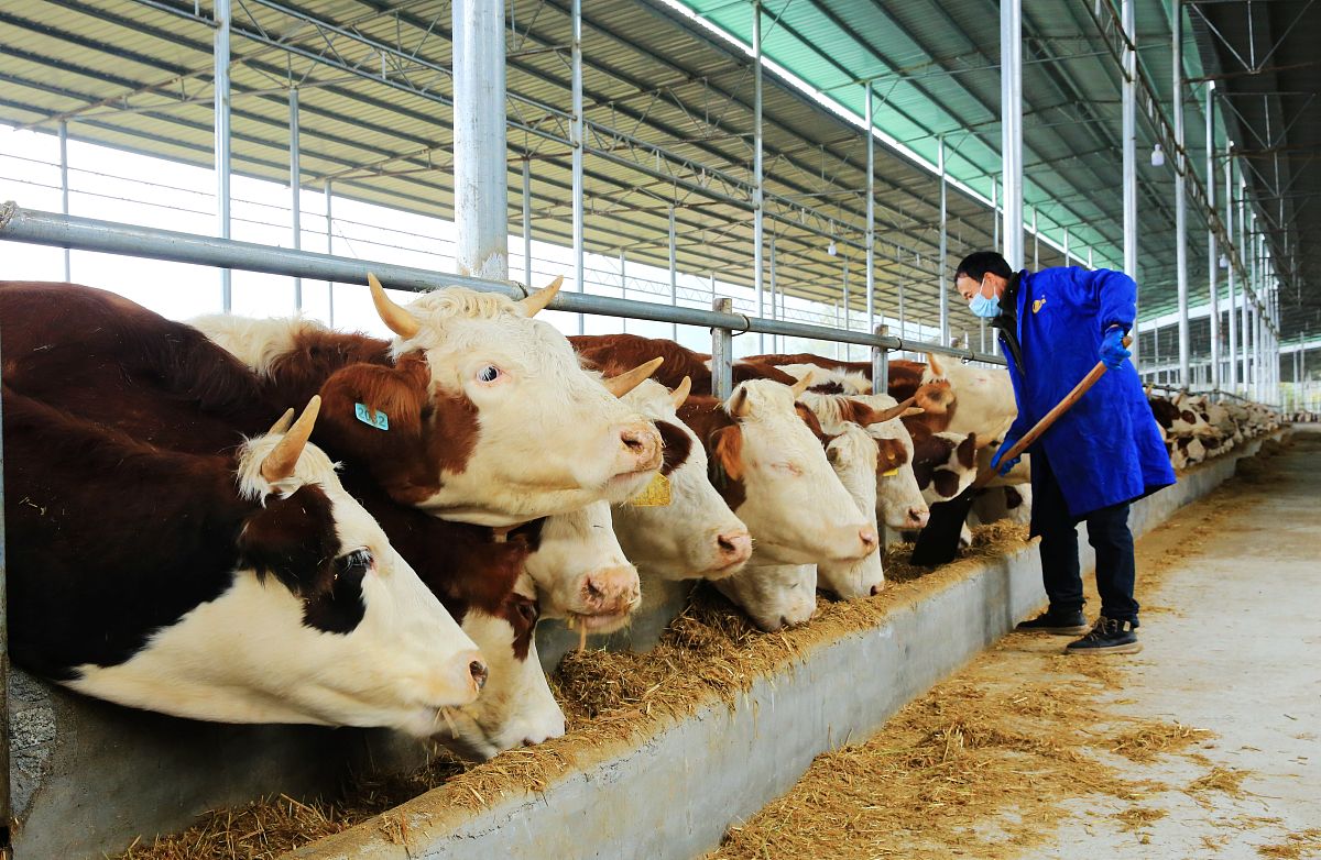 论述延安市育肥牛养殖应该科学管理育肥牛饲养环境不少于500字