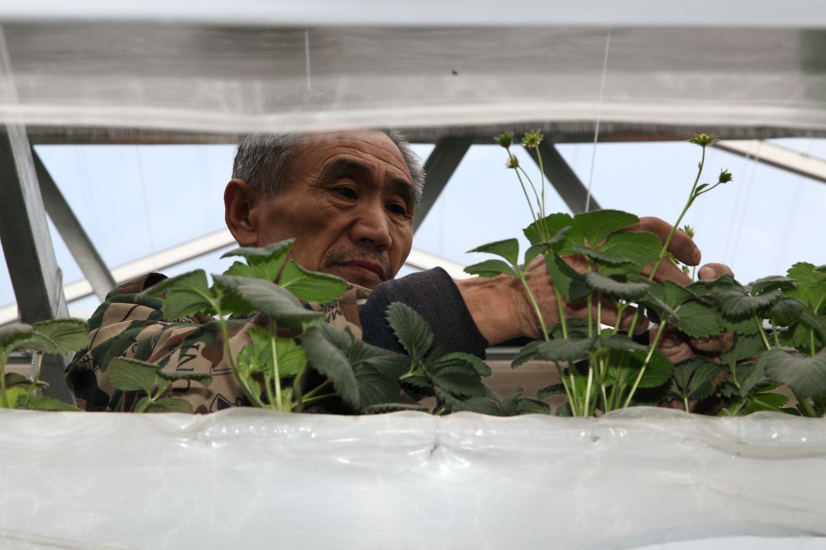 2012年02月9日,北京,第七届世界草莓大会将开幕.园丁正在护理草莓.