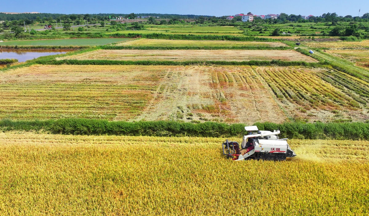 丰收直播的串场词