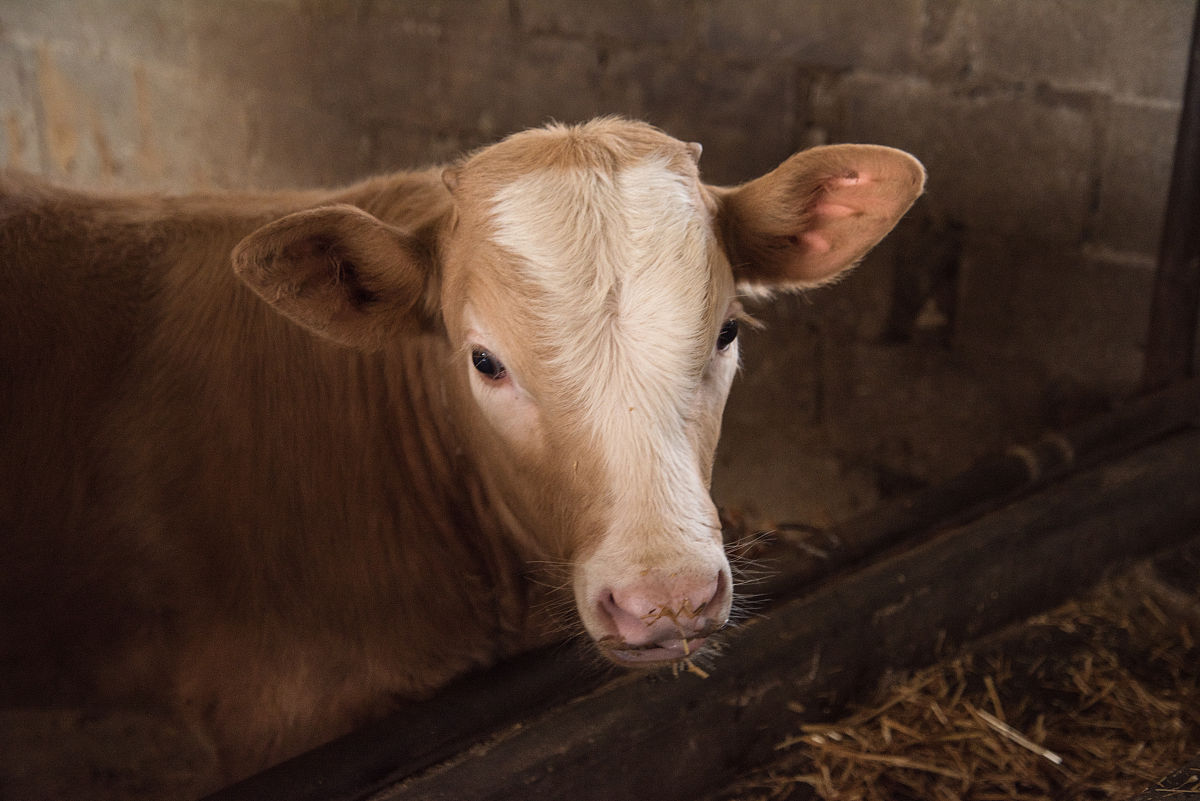 小牛白天肚子疼跳着走 这几天因为刚到家里 感冒 刚开始时穿咳嗽流鼻涕 打药吃药后今天拉稀 肚子痛栽到牛槽里 两分钟的时间弄出来 然后 发现胀肚剪了耳朵 发现拉稀喂了人用的管拉肚子的药 小牛妈妈一直叫 这样情况该怎么办呢帮我用180字详细描述