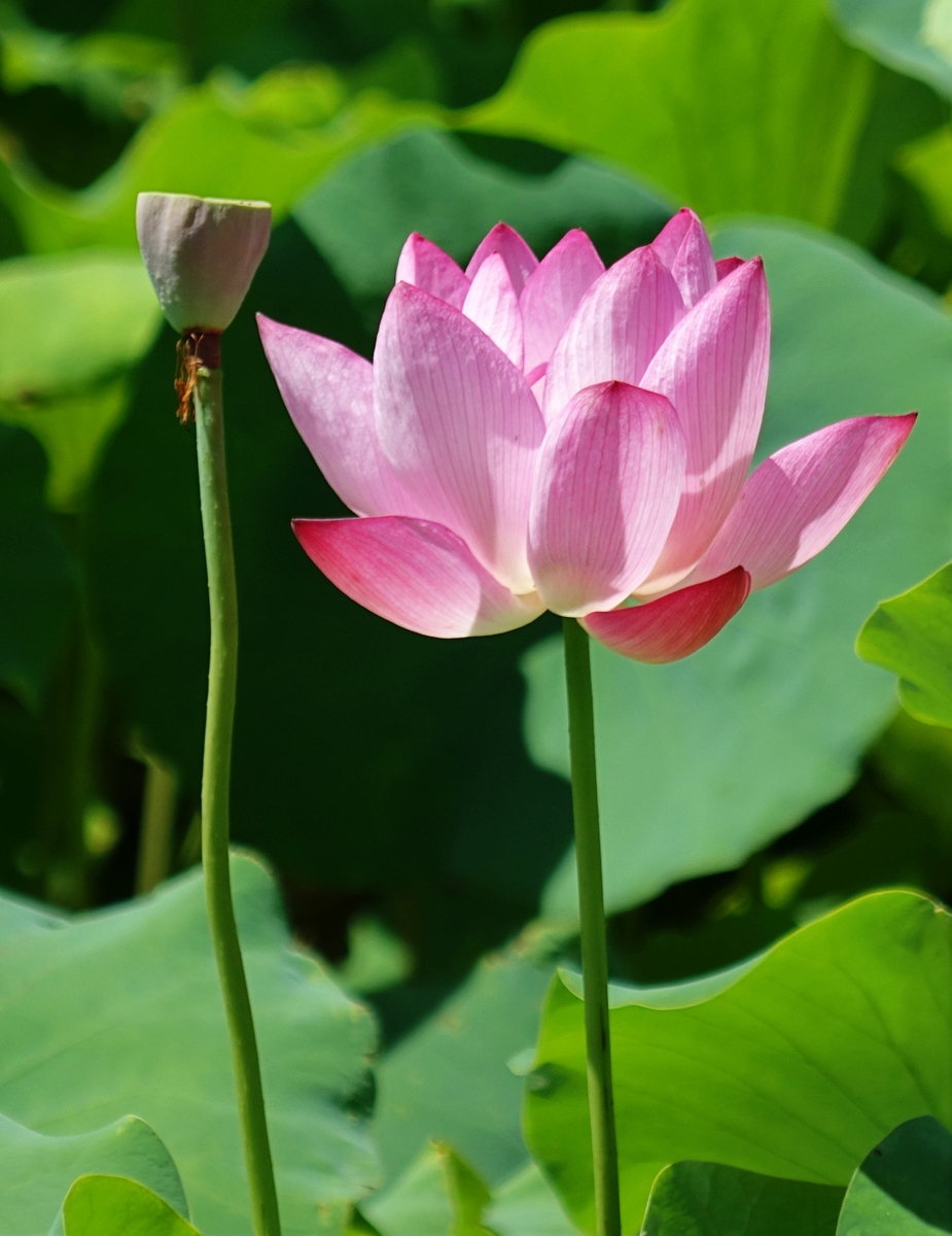 描写荷花的优美句子 - 赞美荷花美丽诗意的句子