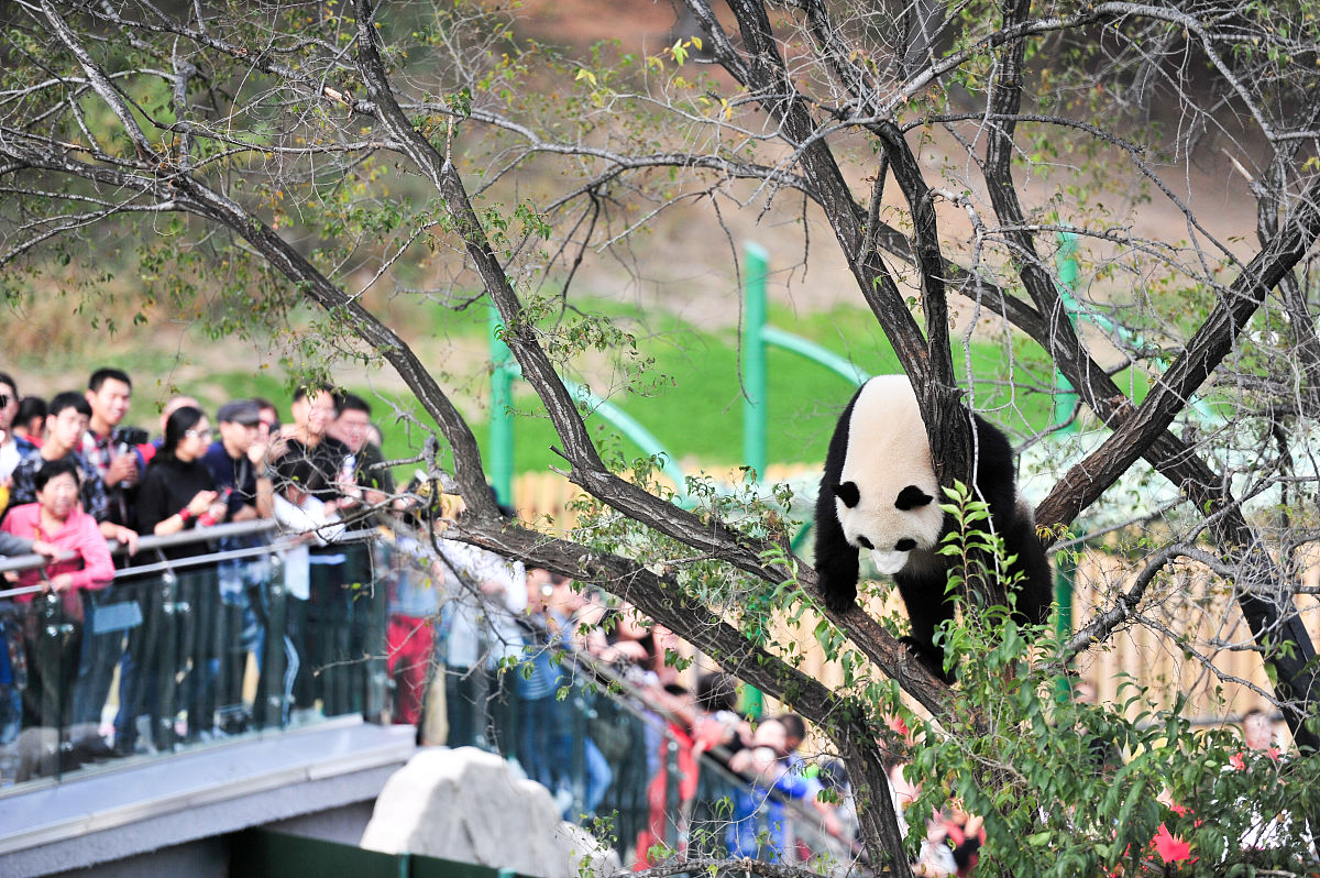 成都旅游攻略：景点、美食、购物、住宿全方位指南