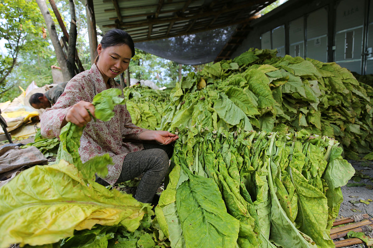 烤烟播期研究意义：提高烟叶品质和产量