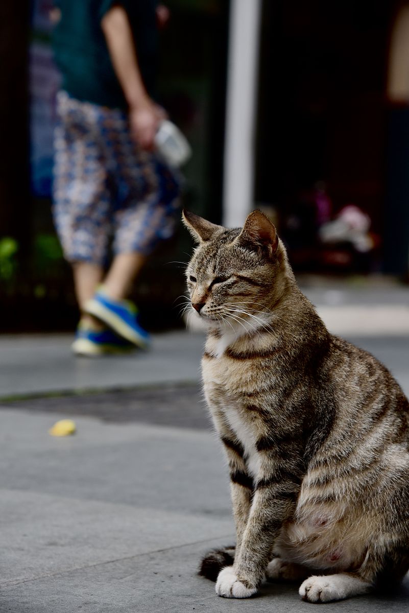 2019年7月5日,浙江湖州,新华路,流浪猫.