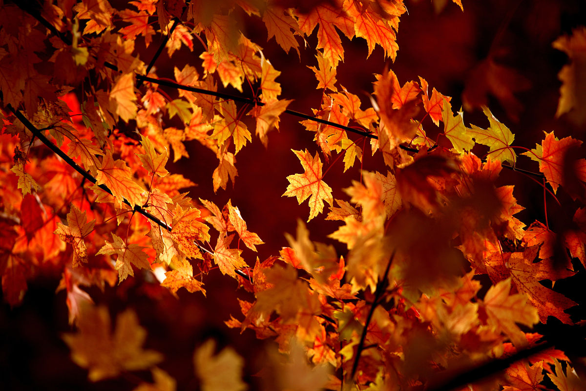 青岛经济职业学校2021年招生简章