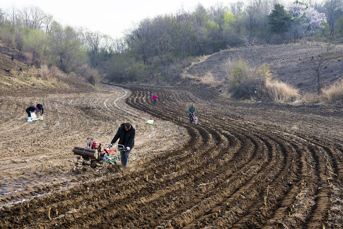结合延安市宝塔区农业局的数据用具体数据论述延安市宝塔区春季农田鼠害的鼠害发生情况写成一段话格式不少于1000字。