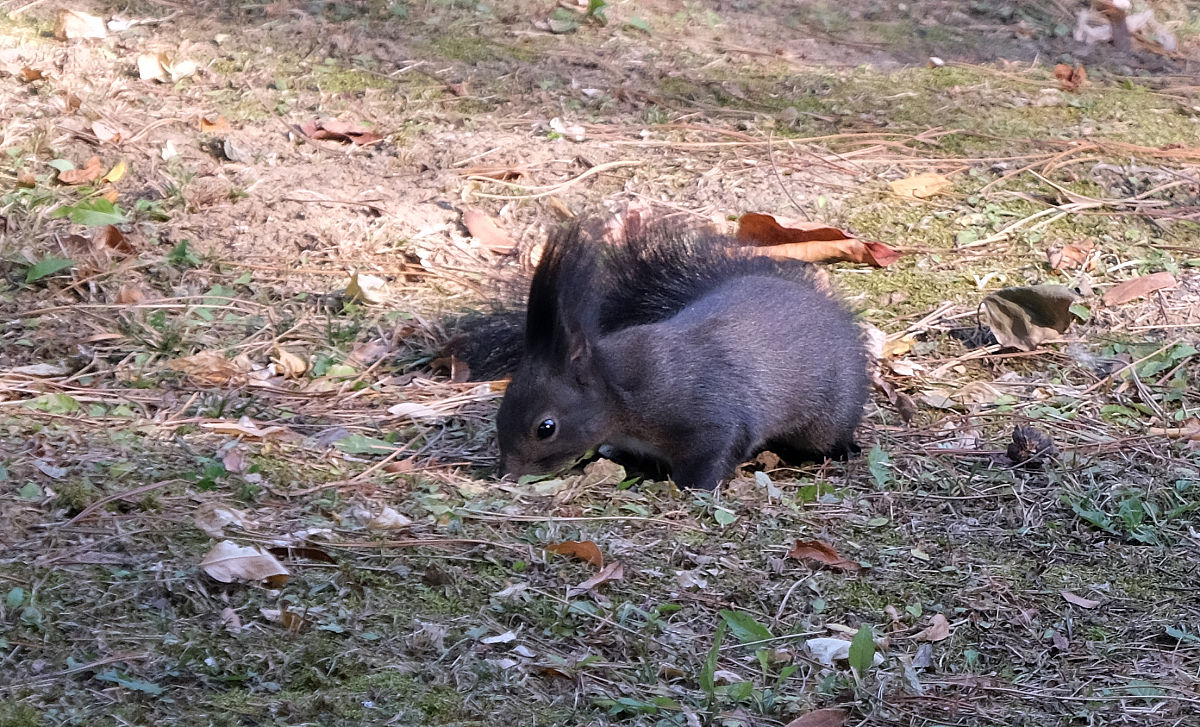 竹鼠是保护动物吗