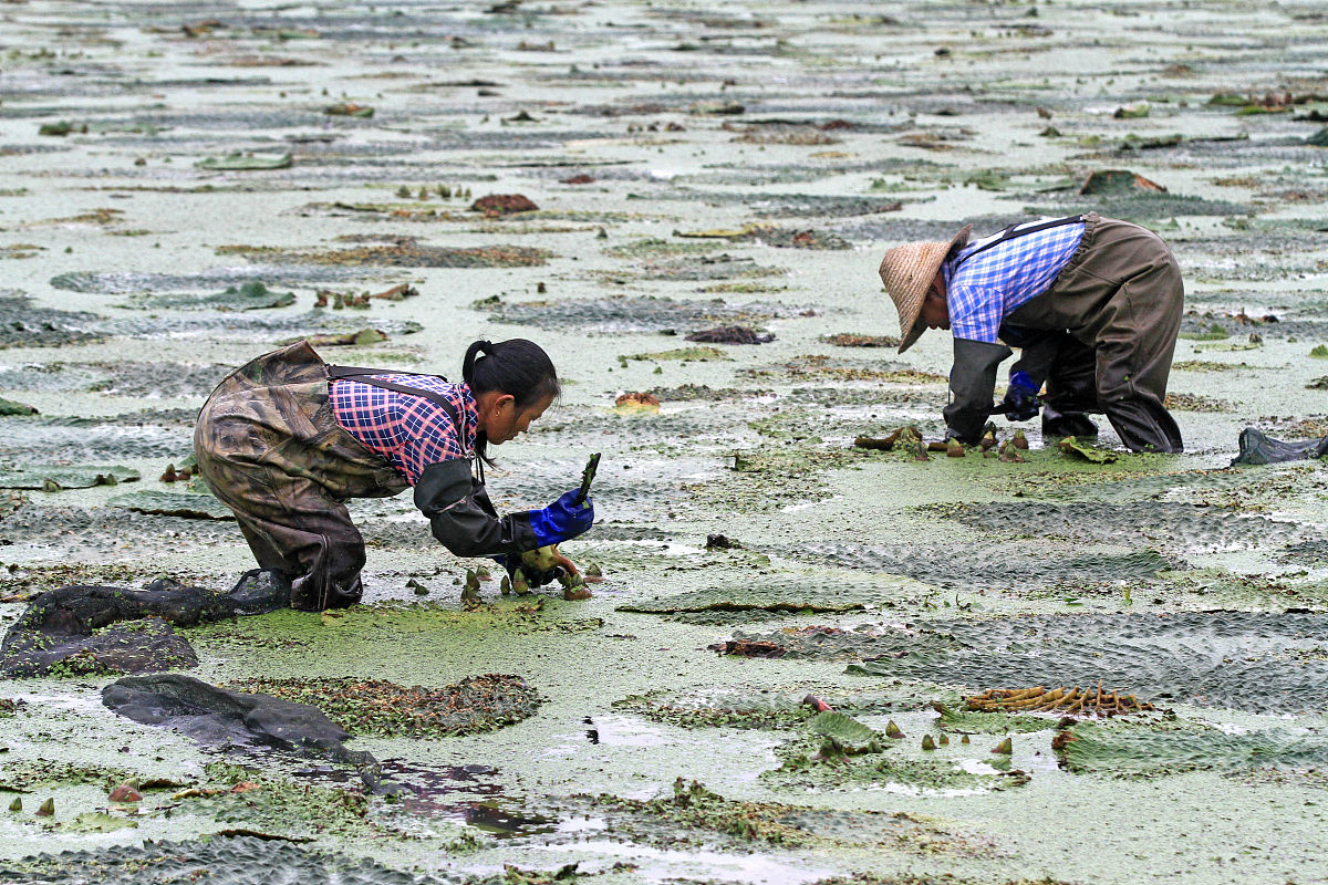 2018年9月16日,江苏淮安,洪泽县白马湖芡实种植专业户正在收割芡实.