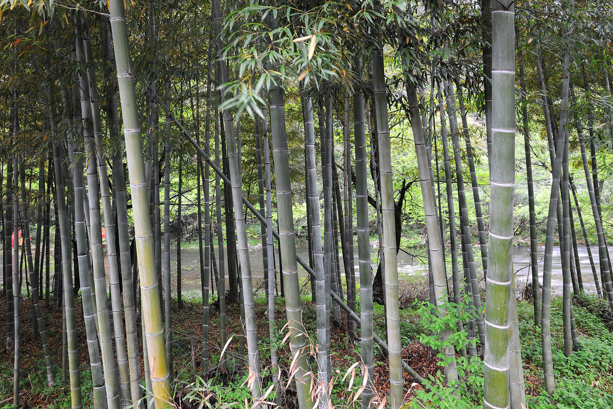 2012年02月13日,安徽,黄山毛竹.