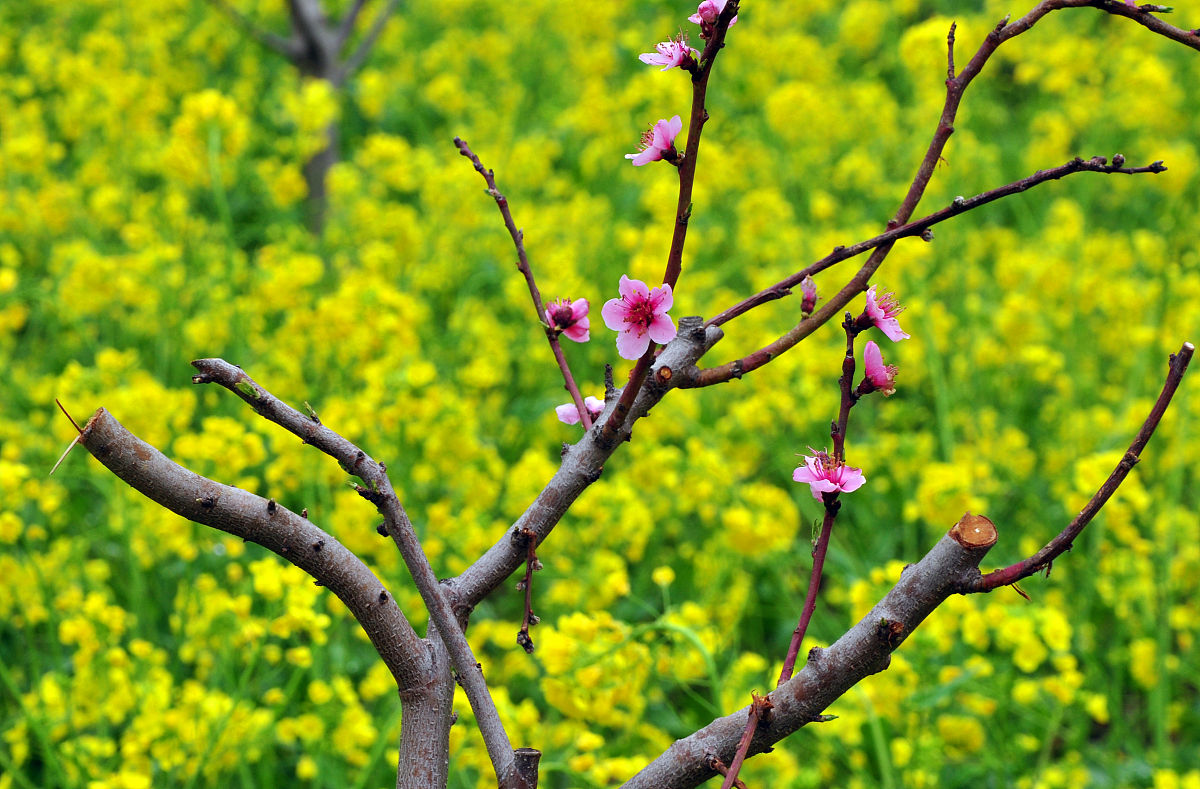 春天景象描述：万物复苏，生机盎然