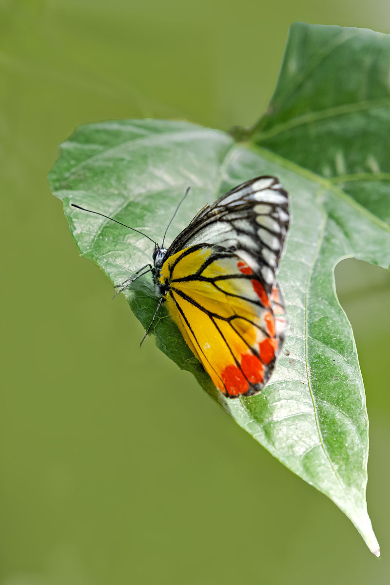 成都农科院-机械制造及自动化专业招生