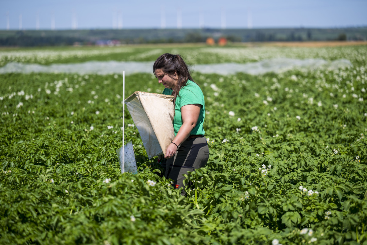 写一篇关于云南省植物研究论文
