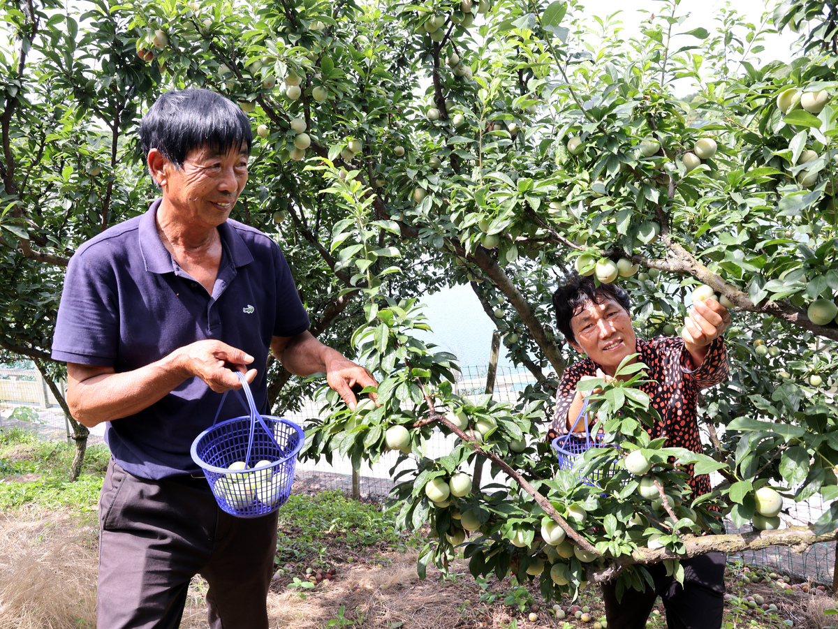 核桃种植与农民教育：提高产量、实现效益