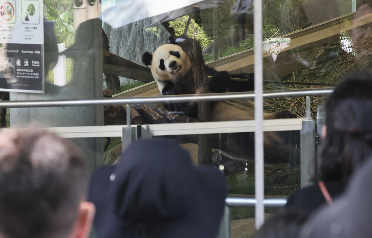 丫丫熊猫回归北京动物园，暂不对外展出