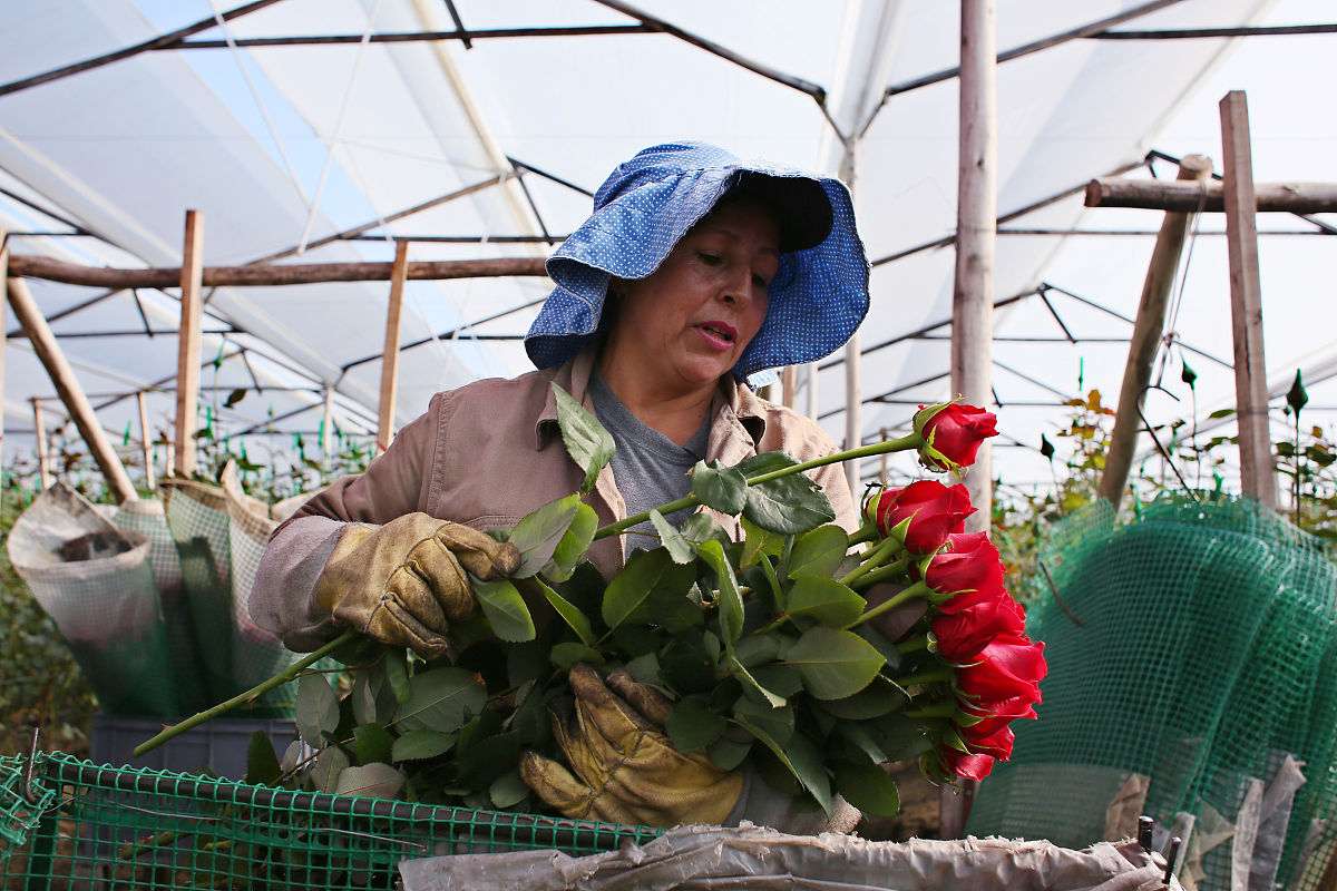 你现在要写论文《齐峰果业公司眉县猕猴桃产品营销策略优化研究》对 631拓展新的销售渠道进行内容创作可以适当植入案例描写保证内容的合理性不要乱写：