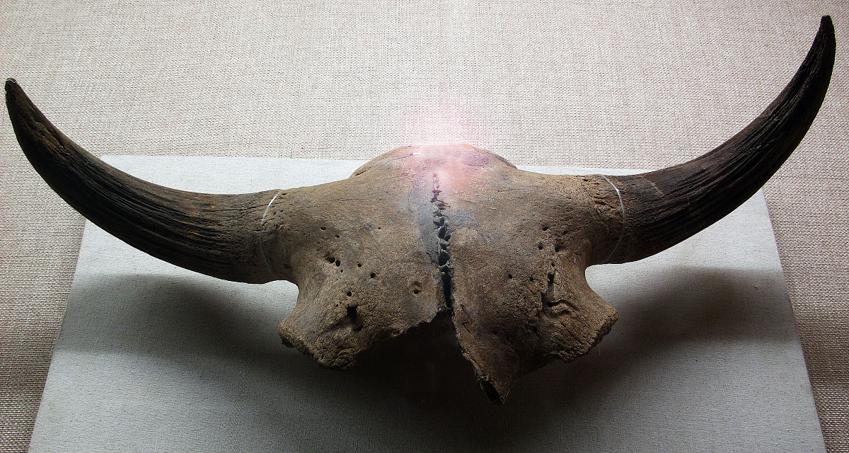 牛角的寓意和象征