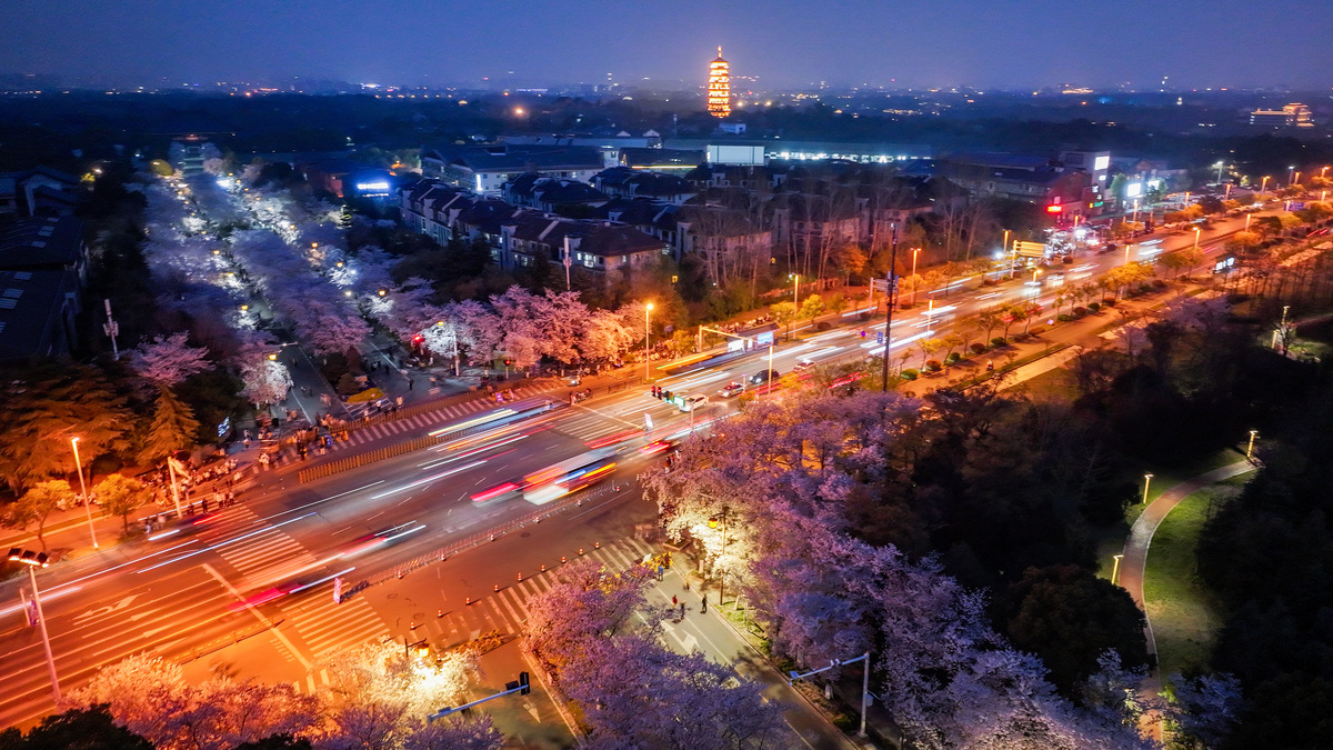 2026年4月1日,江苏扬州鉴真路"樱花大道"数千株染井,.