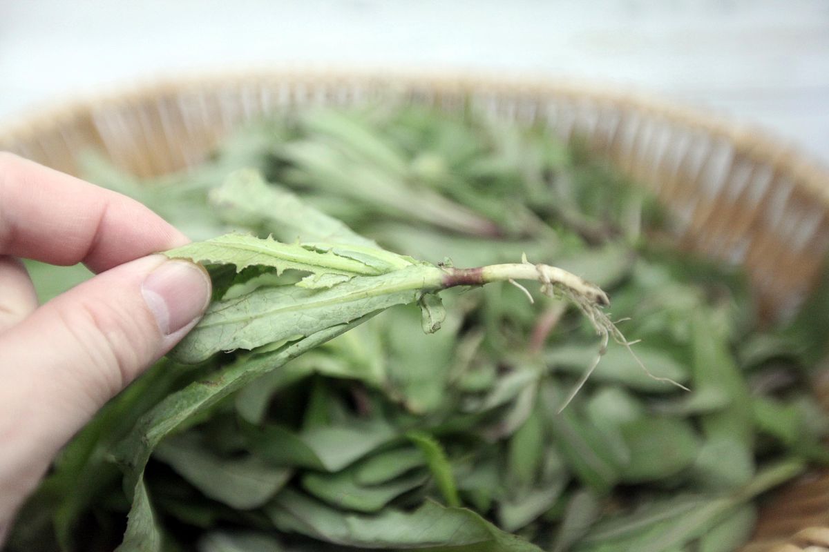 江苏灌南苦菜食疗：缓解胃部不适的民间偏方