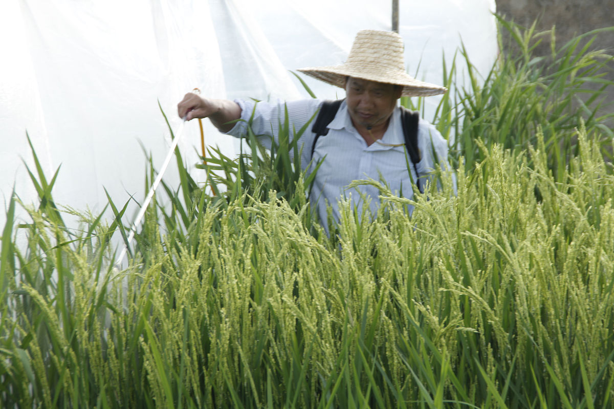 岚皋县水稻种植规模及病虫害防治现状调研