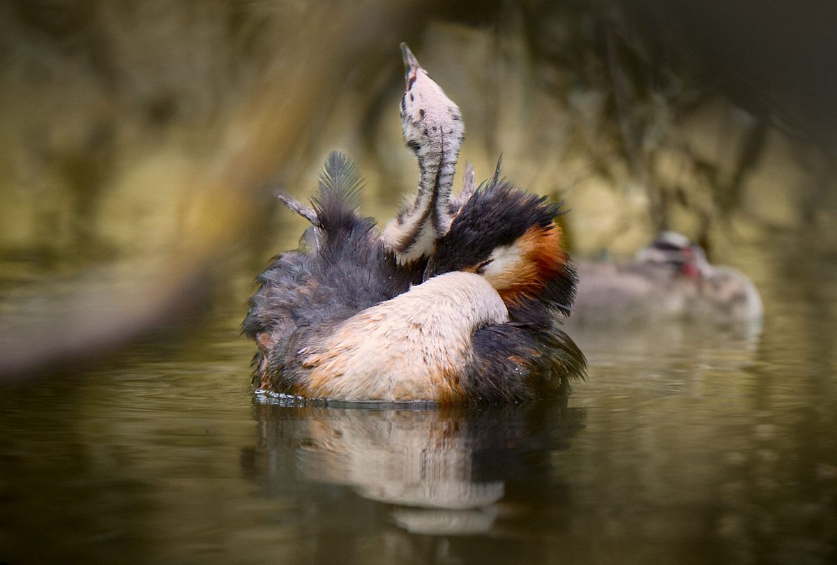 请扮演我的妈妈