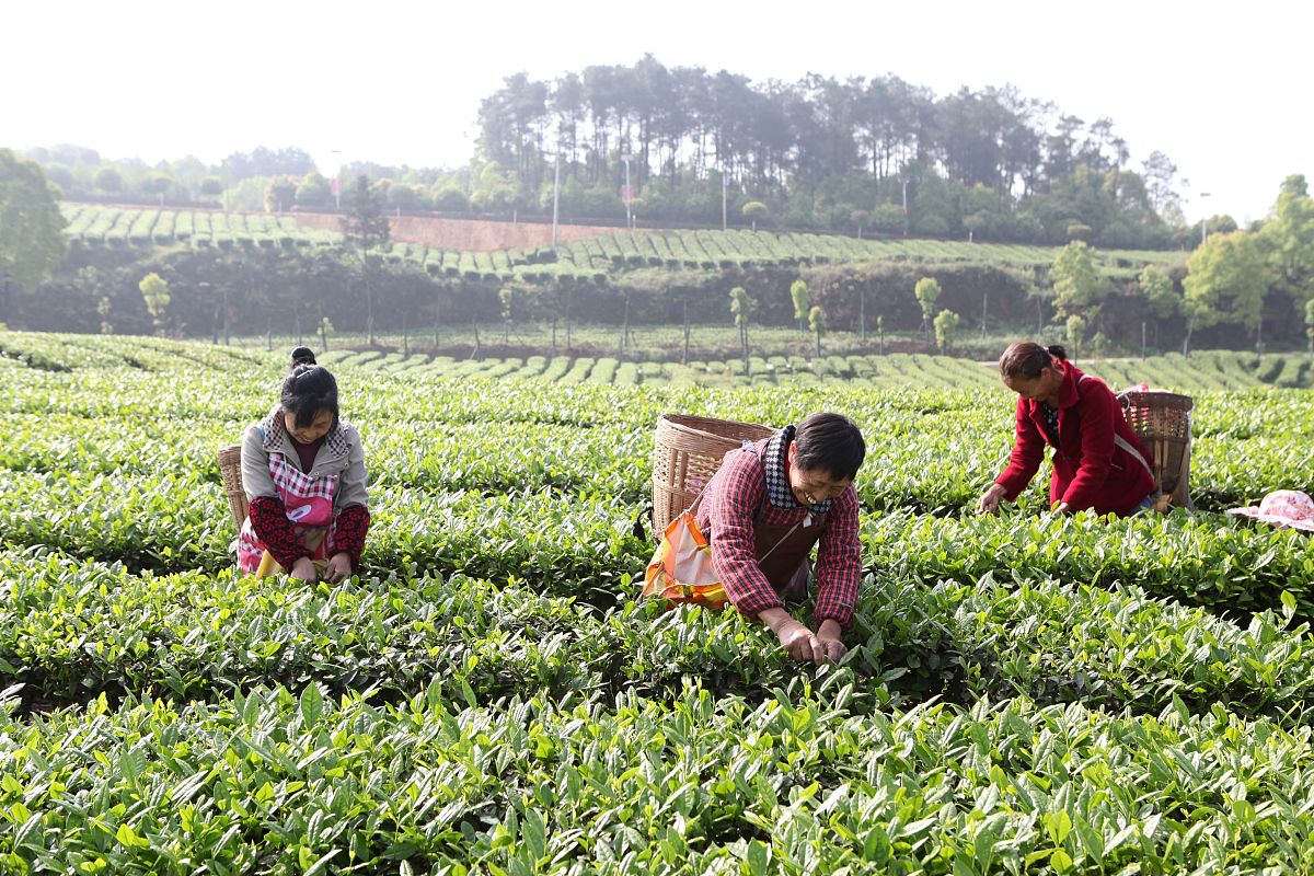 重庆第二农业学校汽车制造与维修专业怎么样？教学质量、师资力量、就业前景深度解析