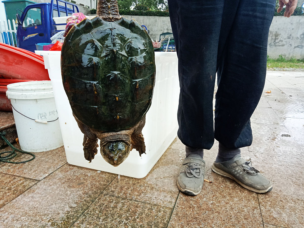 写一遍800字左右今早看到一个男将拿树枝钓着一只王八在路边卖同事说是鳄龟是骗局让我不要上当。说好几年前就有这种骗局。
